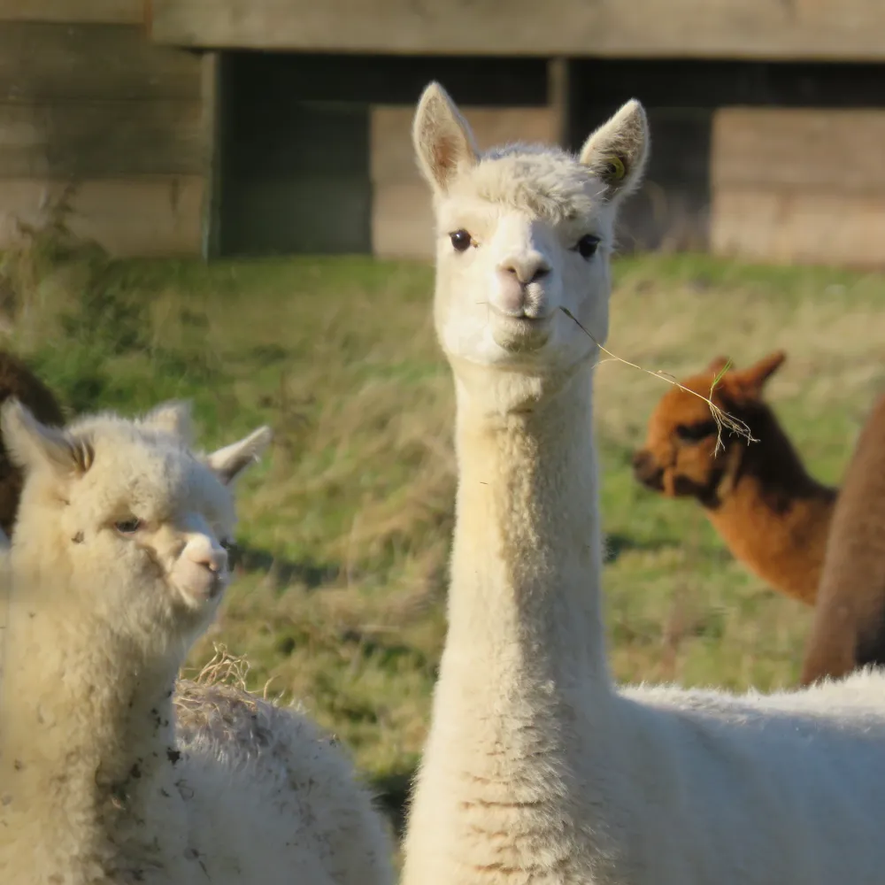 llama